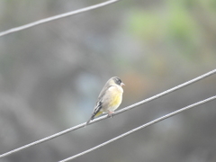 Chloris ambigua