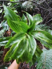 Plantago fernandezia