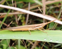 Leptysma marginicollis marginicollis