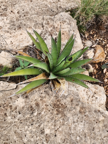 Agave gracilipes
