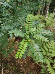 Fernandez Sophora (Sophora fernandeziana)