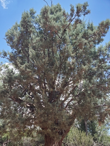 Smooth Arizona cypress (Hesperocyparis glabra)