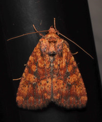 Perigea xanthioides