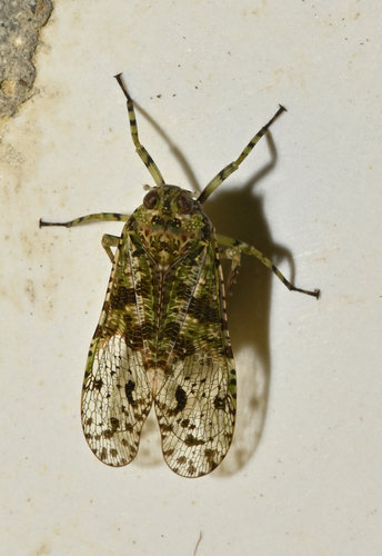 Bloeteanella sobrina observed 2025-06-19