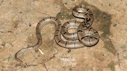 Russell's Kukri Snake