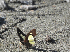 Polyura