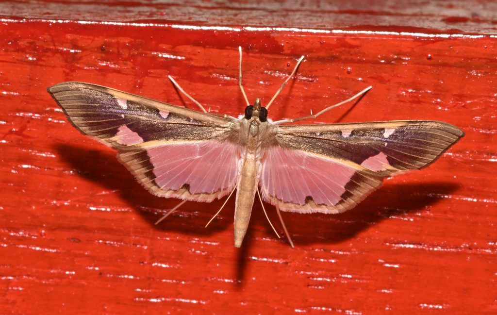 Tipuliforma triangulalis (Tipuliforma triangulalis)