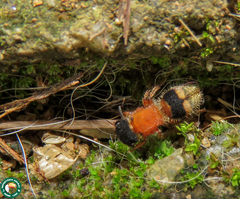 Pseudomethoca pectoralis