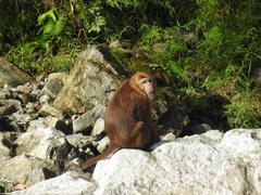 Macaca assamensis