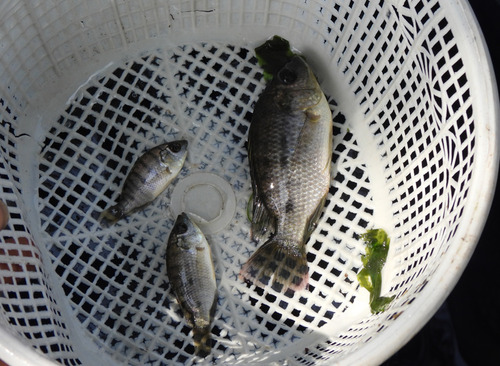 Oreochromis mossambicus