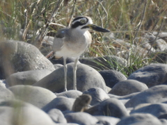 Esacus recurvirostris