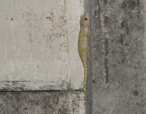 Gekko gecko