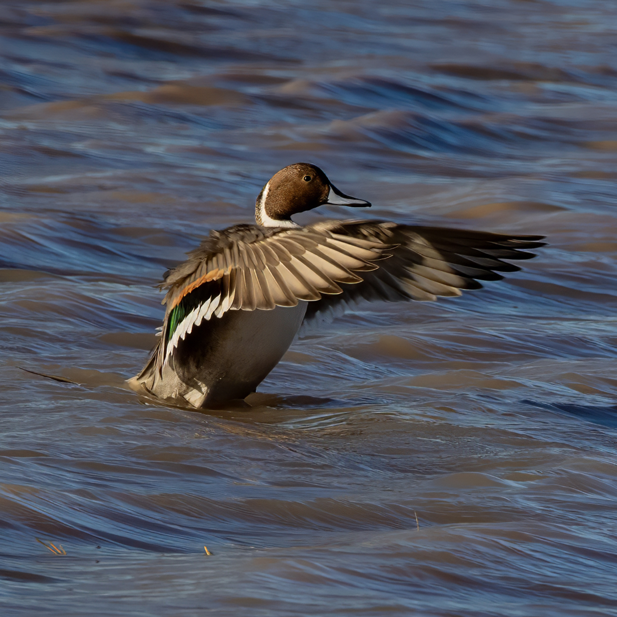 Northern Pintail