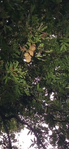Foto de Amora