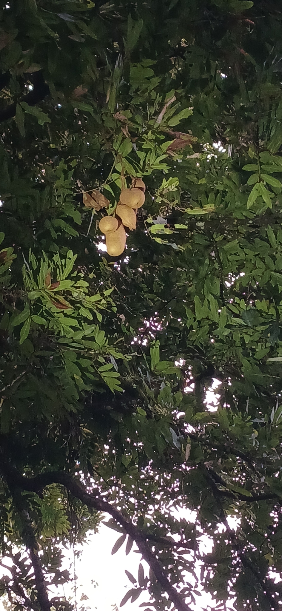 Imagem de Amora
