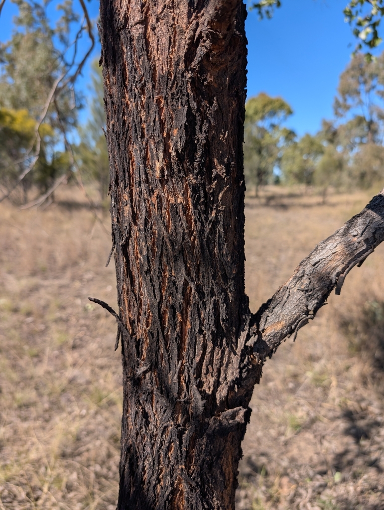 Eucalyptus hybrida 2
