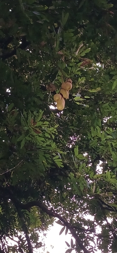 Foto de Amora