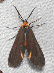 Dahana atripennis
