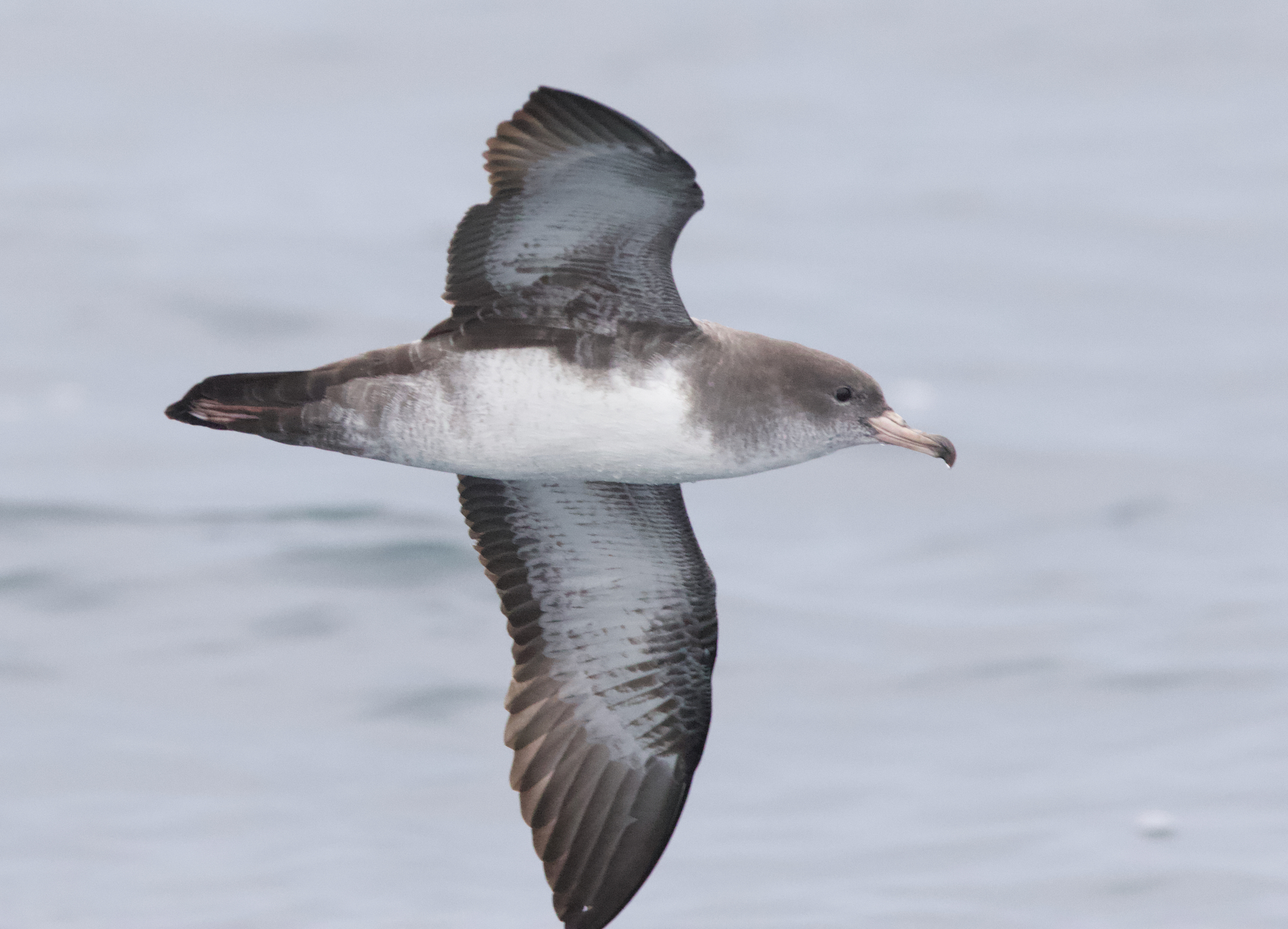 Pink-footed Shearwater