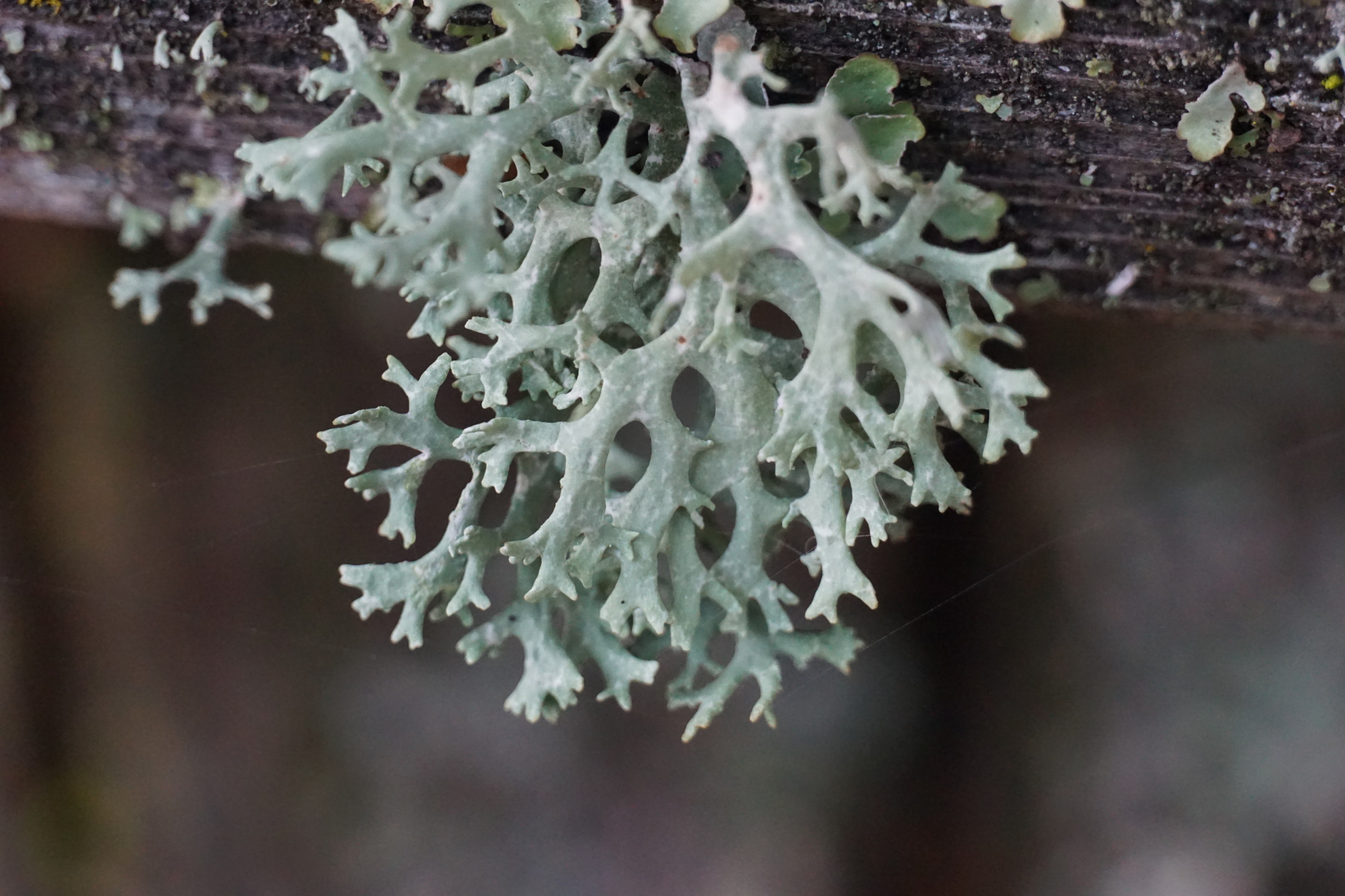 Evernia prunastri image