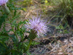 Cirsium repandum