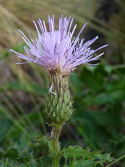 Cirsium repandum