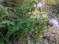 Cirsium repandum