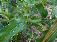 Cirsium repandum