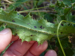 Cirsium repandum