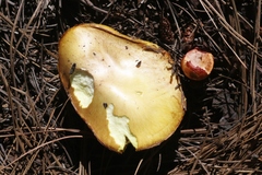 Suillus occidentalis