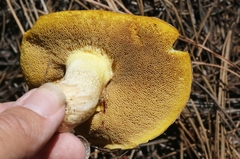 Suillus occidentalis