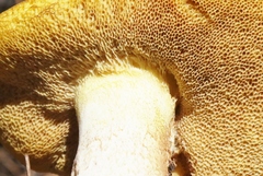Suillus occidentalis