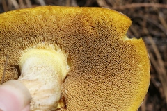 Suillus occidentalis