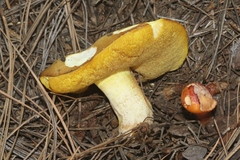 Suillus occidentalis