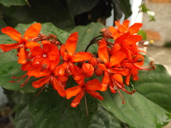 Clerodendrum splendens