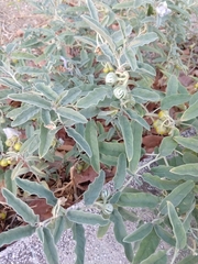 Solanum elaeagnifolium