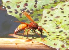 Antodynerus radialis