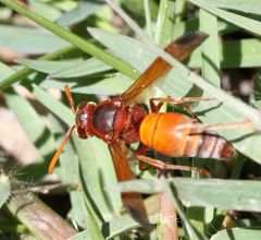 Antodynerus radialis