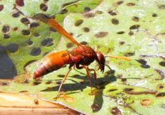 Antodynerus radialis
