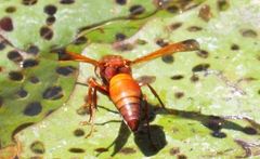 Antodynerus radialis