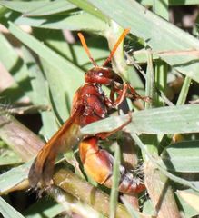 Antodynerus radialis