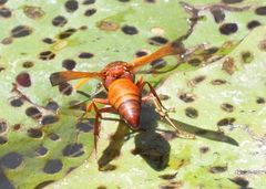 Antodynerus radialis