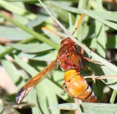 Antodynerus radialis