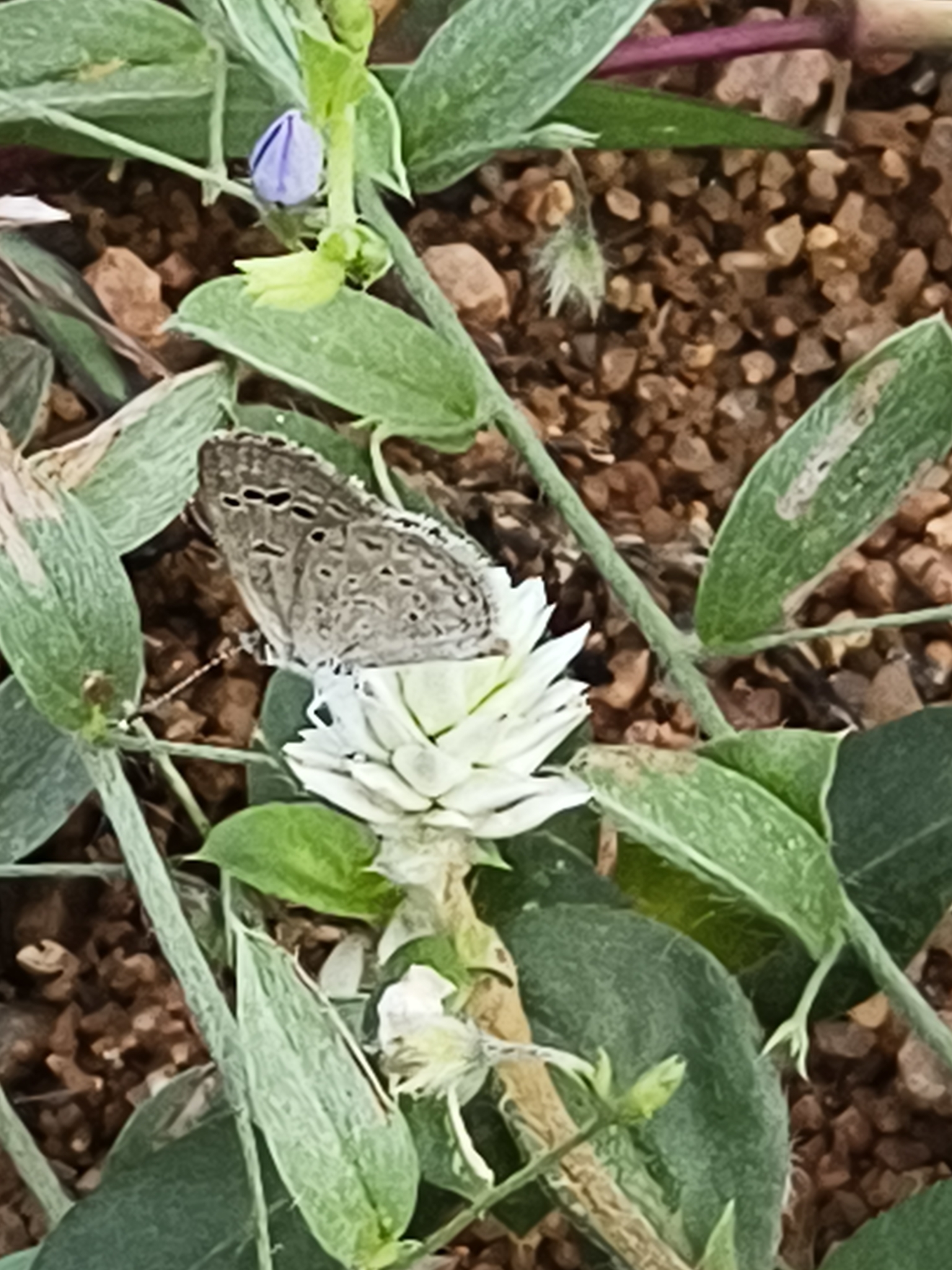 Lesser Grass Blue