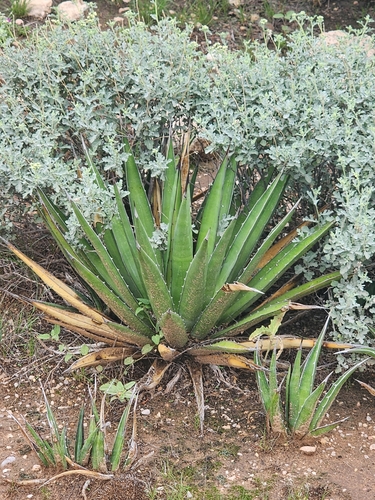Agave gracilipes