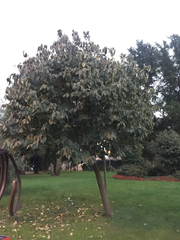 Davidia involucrata