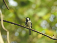 Parus cinereus