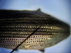 Hydrochus rugosus