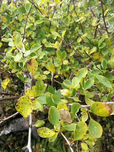 Berberis corymbosa observed 2019-03-17