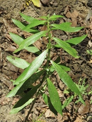 Hygrophila lacustris